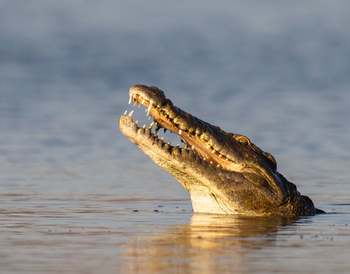 Usangu Expedition Camp: Krokodilkopf