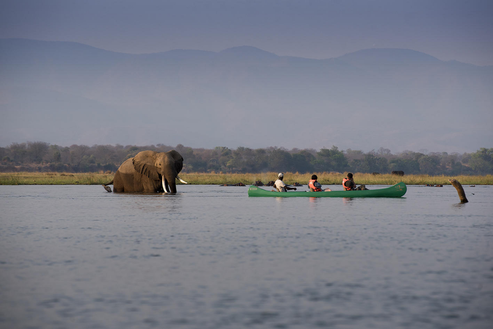 Zambezi Expeditions Zambezi Expeditions: Elefant im Fluss und Kajak