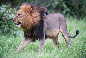 andBeyond Sandibe Okavango Safari Lodge: Wilder Löwe
