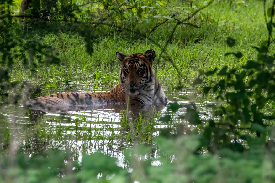 Tathastu Resort Tadoba
