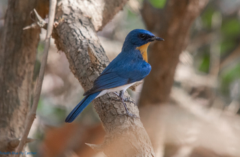 Asiatic Lion Lodge Asiatic Lion Lodge: Blue-throated Flycatcher