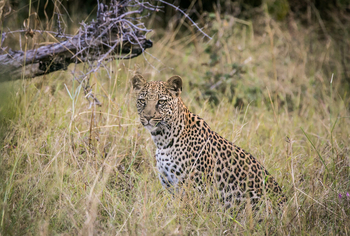 Bushman Plains Camp: Leopard