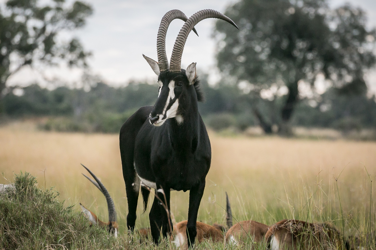 Bushman Plains Camp Bushman Plains Camp: Rappenantilope