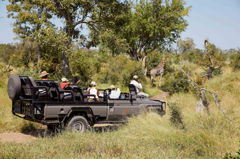 Cheetah Plains: Gäste beobachten eine Giraffe vom offenen Safarifahrzeug