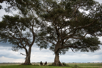 Chisa Busanga Camp Chisa Busanga Camp: Alte Bäume