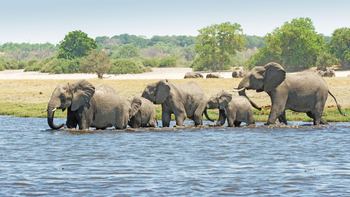 Chobe Savanna Lodge: Elefantenfamilie