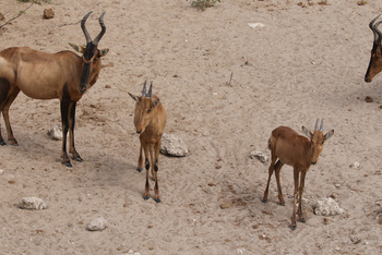 Dolomite Camp: Tsessebekälber