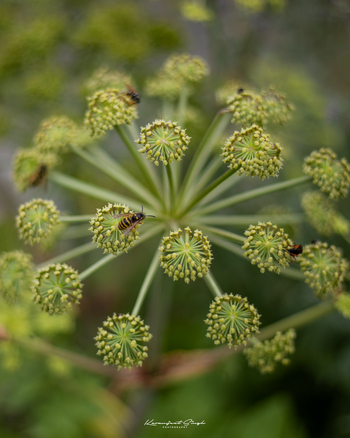 Drenmo Lodge Drenmo Lodge: Wespen auf Heracleum