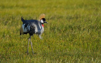 Elewana Tortilis Camp: Kronenkranich