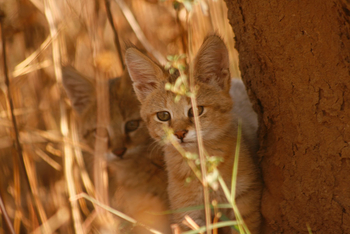 Flame of the Forest Safari Lodge: Jungle Cats