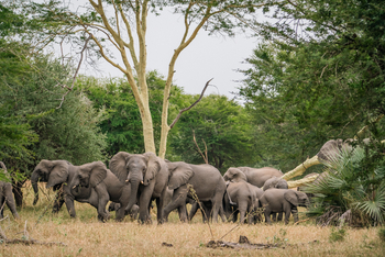 Gorongosa Safaris: Elefanten in der Wildnis