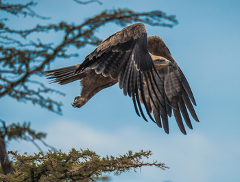 Hemingways Ol Seki Mara: Eagle Take-off