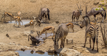 Hobatere Lodge: Zebra, Pavian, Oryx und Springbock