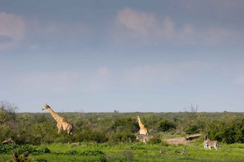 Jamala Madikwe: Giraffen und Zebras auf grüner Savanne