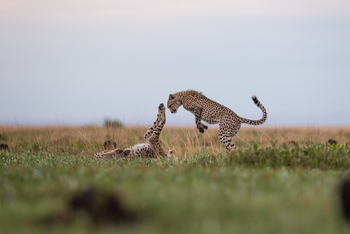 King Lewanika Lodge: Zwei Geparden