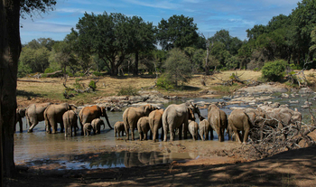 Koro River Camp: Elefanten am Limpopo-Ufer