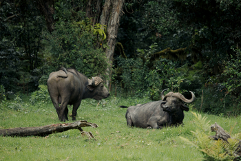 Koroi Forest Camp: Büffel