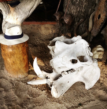 Kujwana Camp: Nilpferdschädel