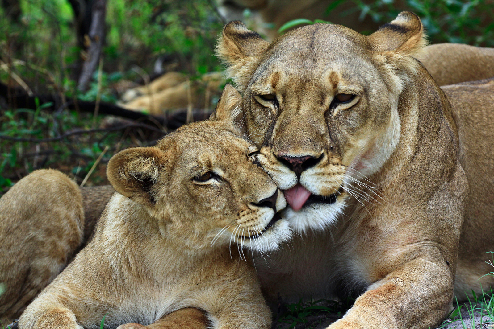 Lebala Camp Lebala Camp: Fürsorge