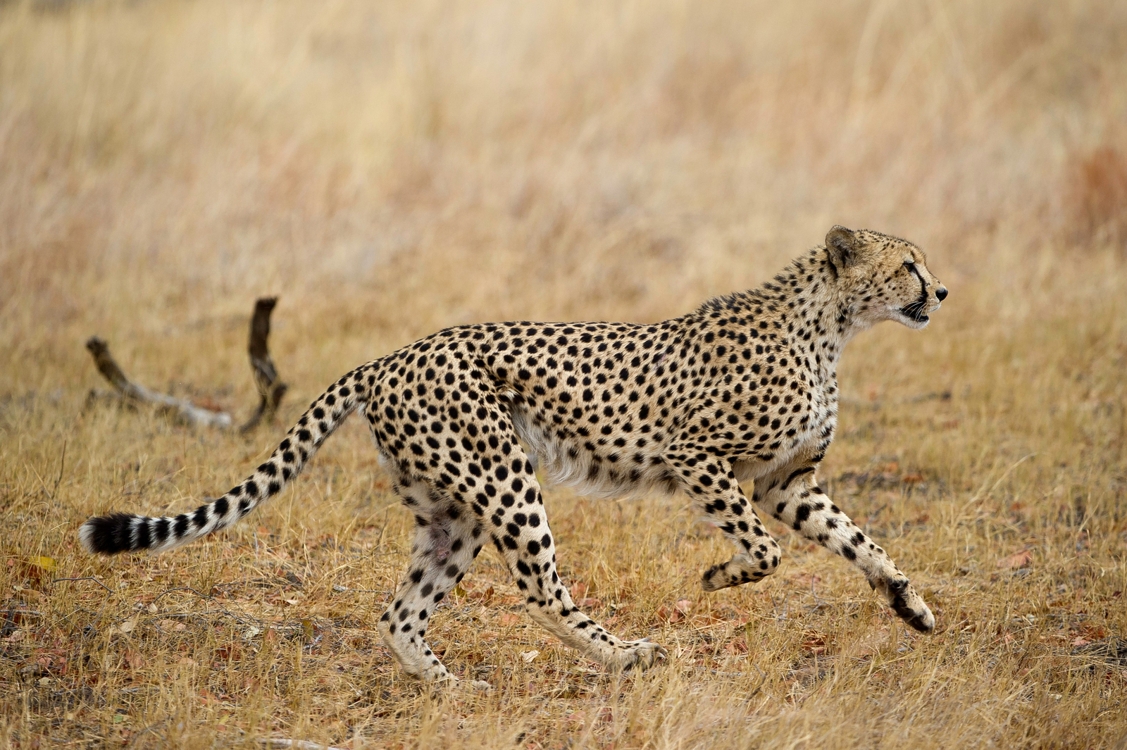 Little Makalolo Camp Little Makalolo Camp: Gepard