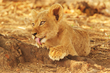 Little Vundu Camp Little Vundu Camp: Löwenbaby