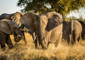 Machaba Camp: Elefantengruppe
