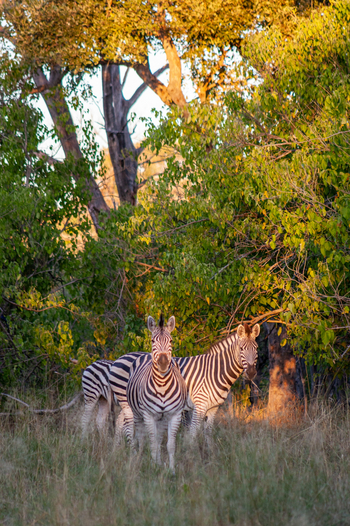 Machaba Camp: Zebras