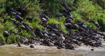 Mara Ngenche Safari Camp: Gnus überqueren den Fluss