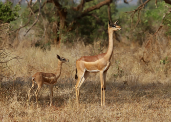 Mkomazi Wilderness Retreat: Gerenuk-Mutter mit Jungtier in Savanne.