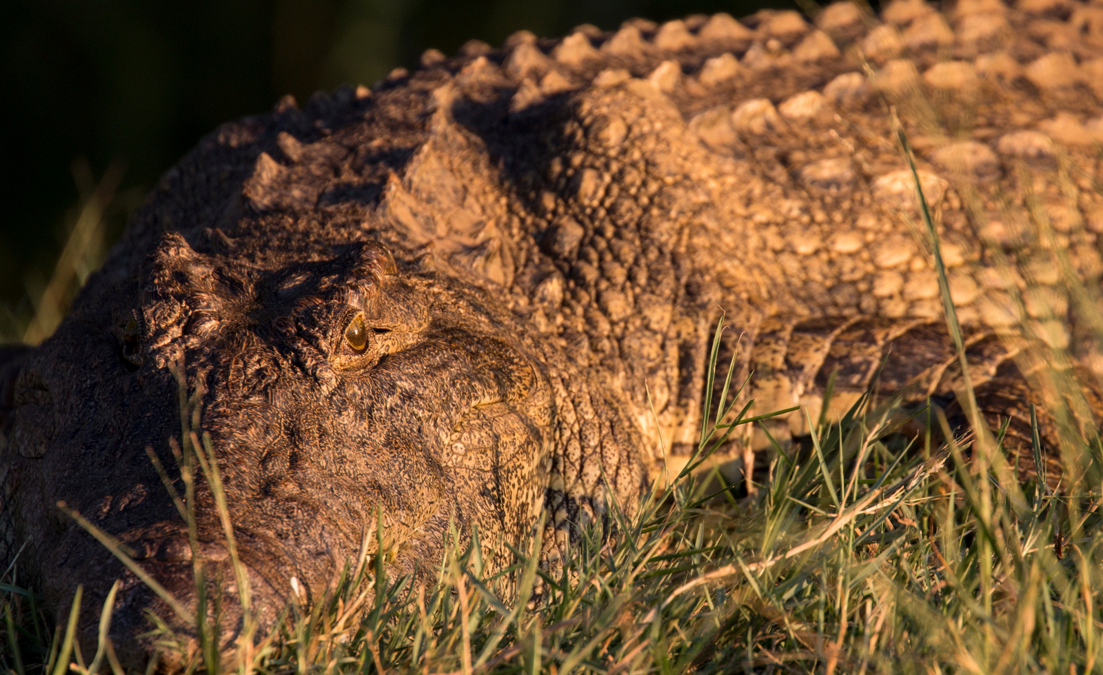 Mpala Jena Camp Mpala Jena Camp: Nilkrokodil