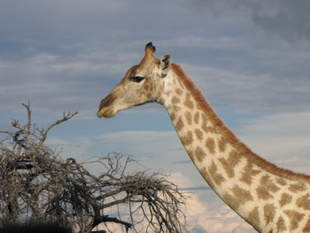 Namutoni Camp: Giraffenhals