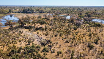 Okavango Explorers Camp Okavango Explorers Camp: Büffelherde