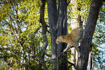 Okavango Explorers Camp Okavango Explorers Camp: Leopard