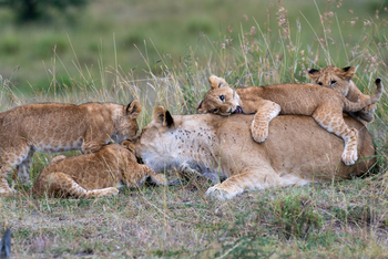 Olare Mara Kempinski: Löwin mit Jungtieren