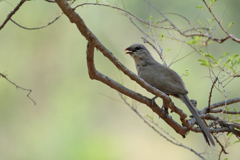 Pench Tree Lodge Pench Tree Lodge: Nicht identifizierter Vogel
