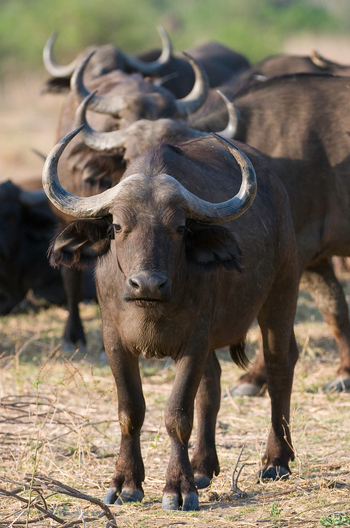 Ruckomechi Camp: Wasserbüffelherde frontal