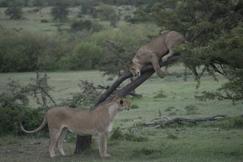 Saruni Eagle View Saruni Eagle View: Kletternde Löwen