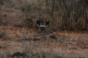 Saruni Samburu: Löffelhund