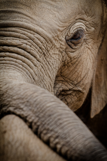 Saruni Samburu: Reteti Elephan Sanctuary