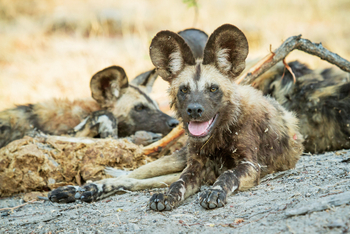 Savute Safari Lodge: Wildhund