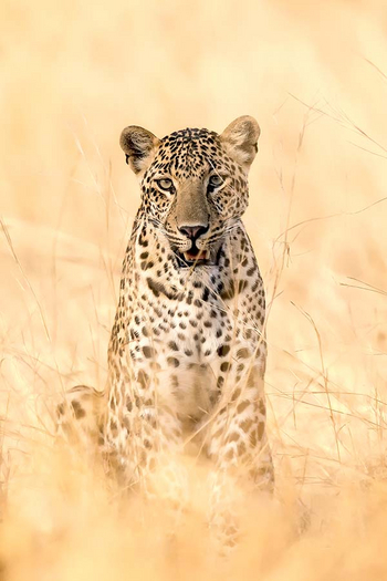 Sawai Vilas: Leopard
