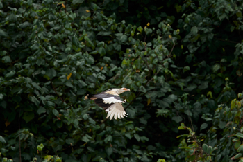 Sette Cama Eco Camp: Palm Nut Vulture