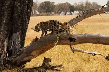 Shinde Footsteps Shinde Footsteps: Leoparden