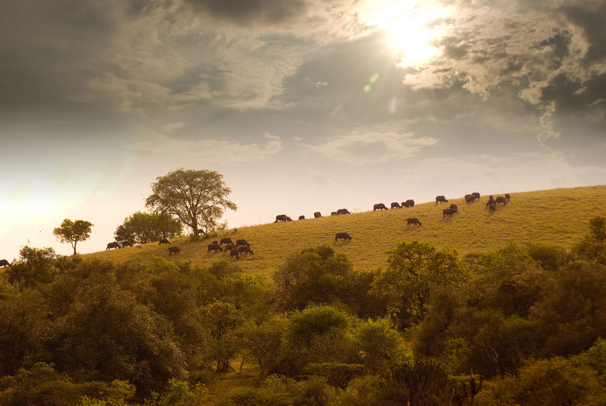 Mihingo Lodge