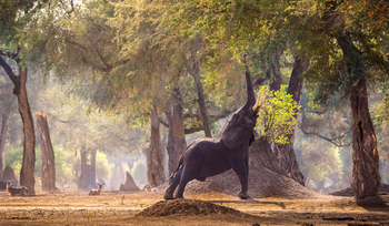 Vundu Camp Vundu Camp: Elefant unter Ana-Baum