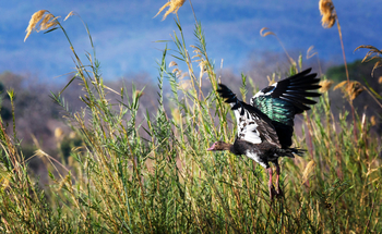 Vundu Camp Vundu Camp: Spur-winged Goose