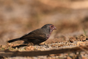 andBeyond Sandibe Okavango Safari Lodge: Brown Firefinch