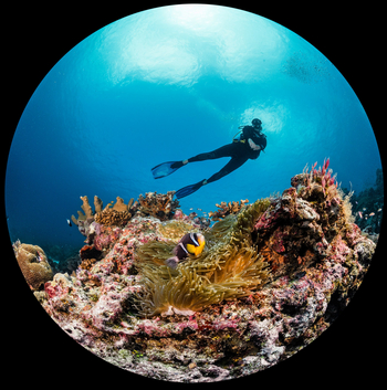 Astove Coral House: Taucher mit Anemonenfisch