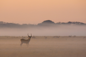 Busanga Bush Camp: Rote Moorantilope