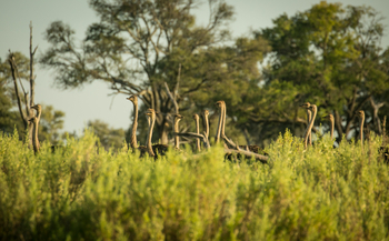 Bushman Plains Camp: Strauße